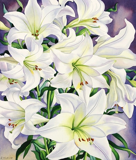 White Lilies de Christopher  Ryland