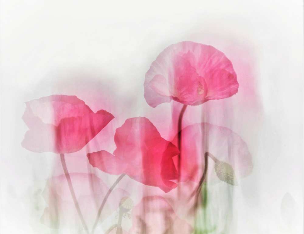 Flowers de Cindy Liu