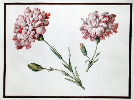 Carnations de Claude Aubriet