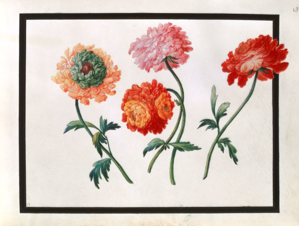 Chrysanthemums de Claude Aubriet