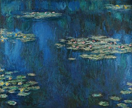 Water Lilies