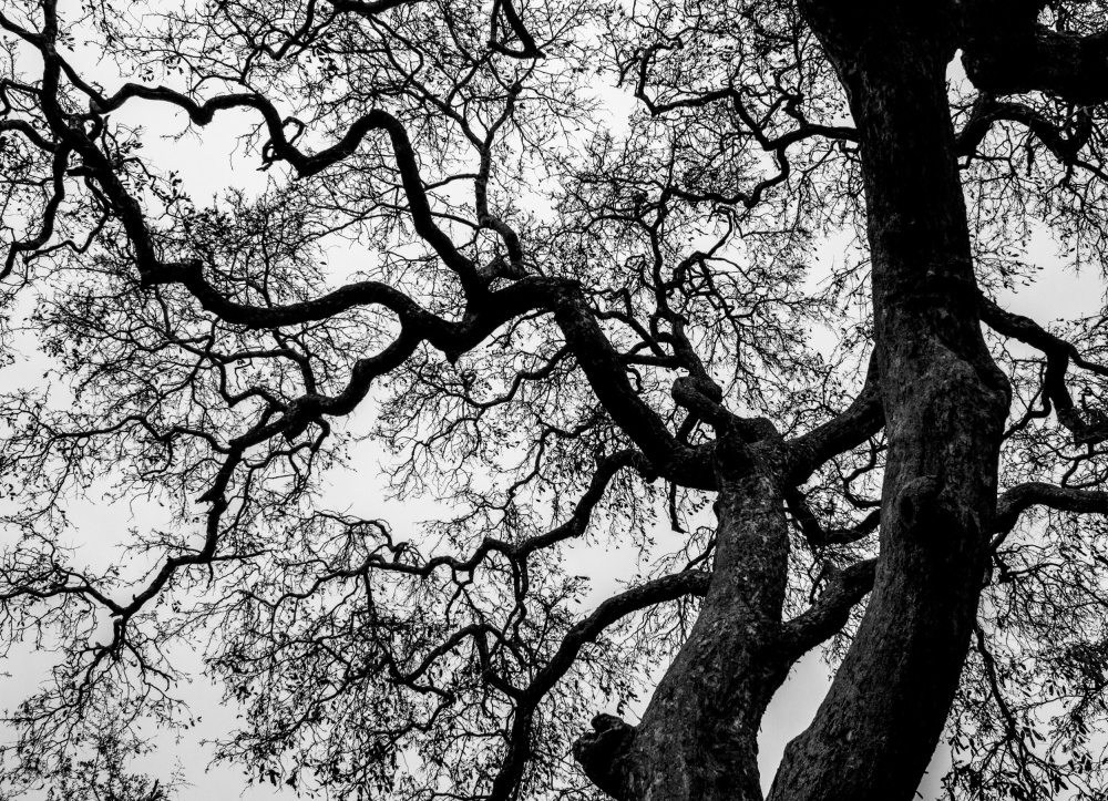 Abstract Tree Branches de Claudi Lourens