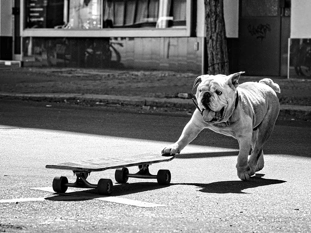 ... dogs just want to have fun ... de Claudia Leverentz