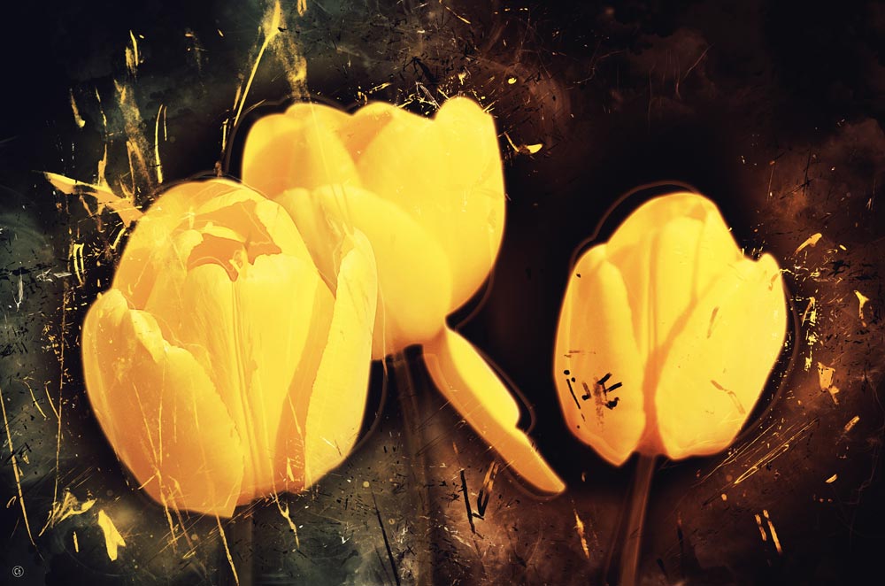 Tulipes de Chrystelle Coupat