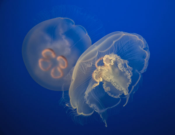 Medusas de C.S. Tjandra