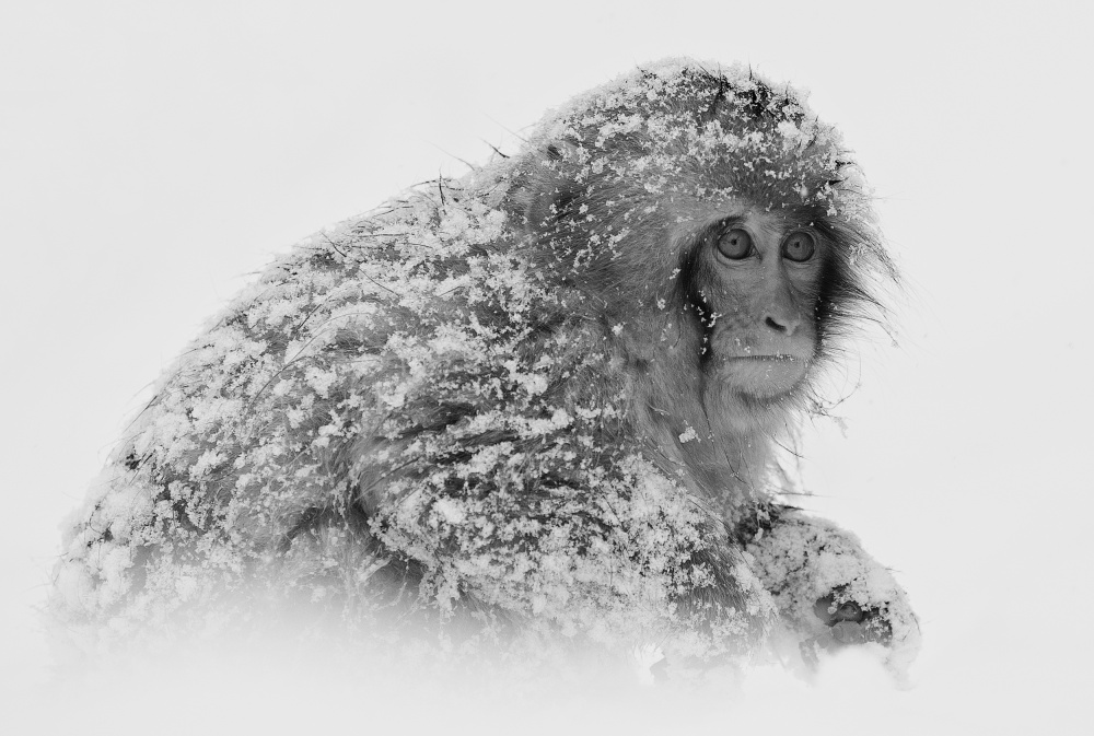 Snow Monkey - C.S. Tjandra