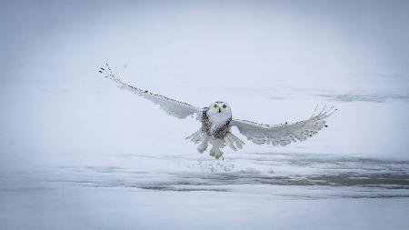 Snowy Owl - success II