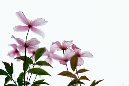 Clematis Blooms - High Key