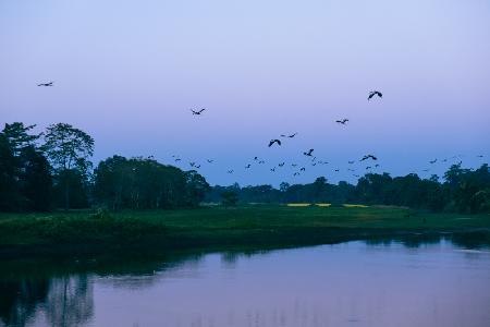 Flock of Birds During The Blue Hour