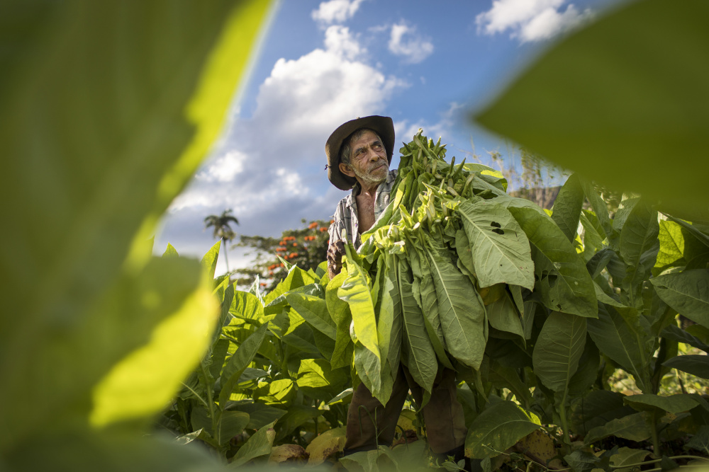 Tobacco harvesting - Vinales, Cuba de Dan Mirica