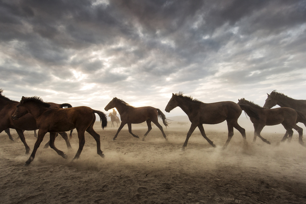 Wild horses de Dan Mirica