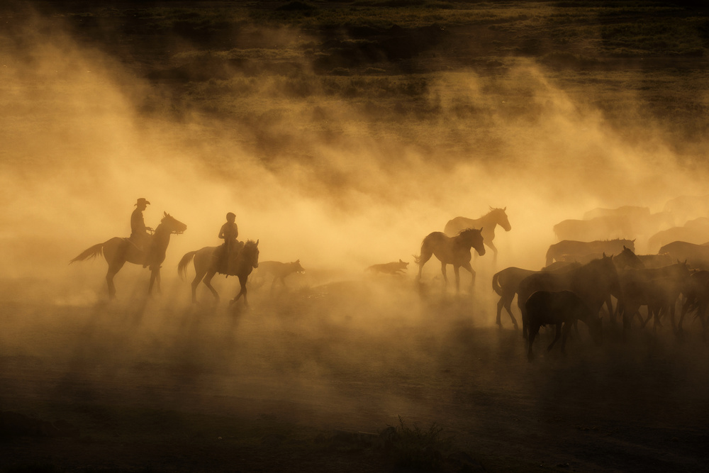 Wild horses of Cappadocia de Dan Mirica