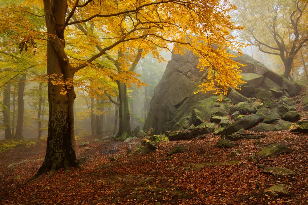 Autumn forest de Daniel Rericha