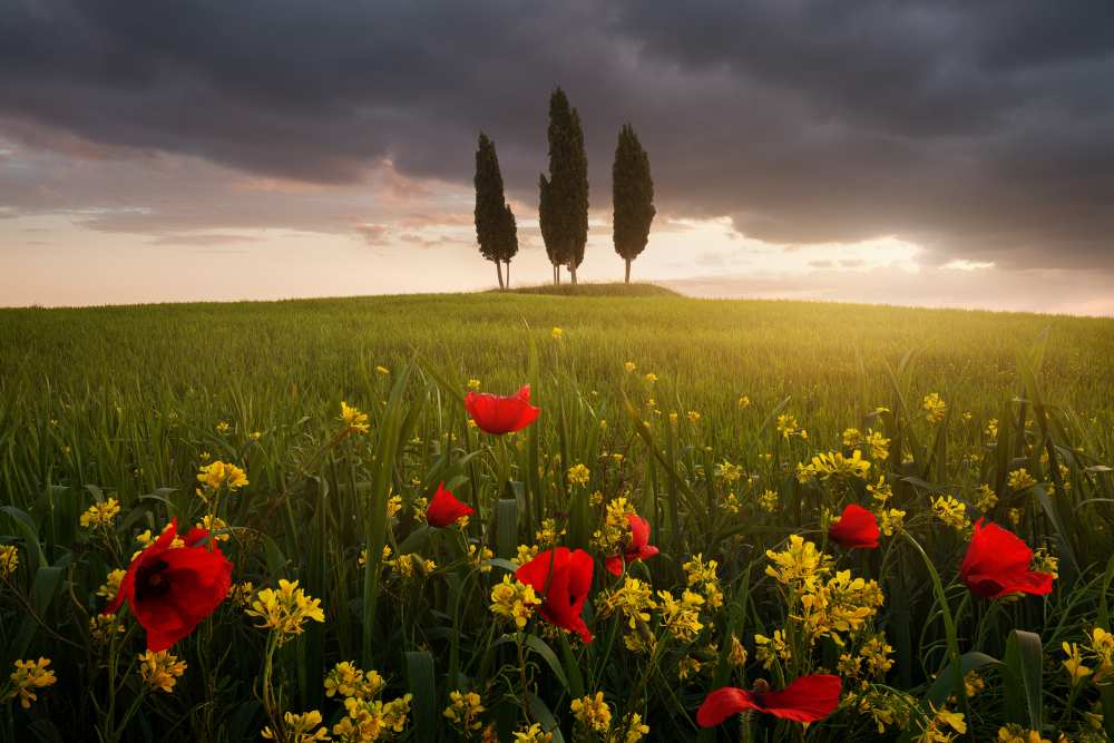 Blooming Tuscany de Daniel Rericha