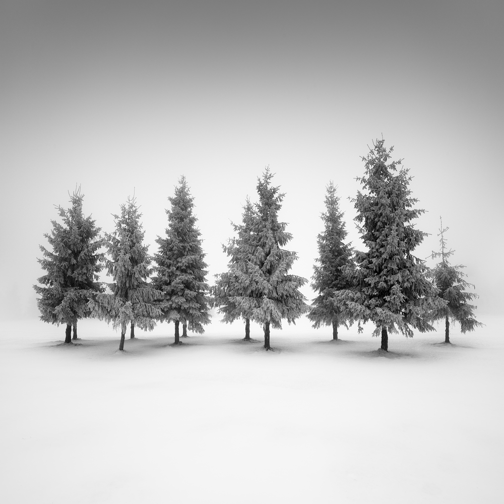Spruce grove.... de Daniel Rericha