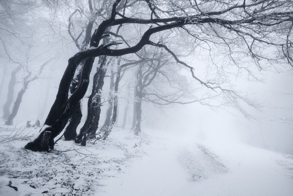 In the winter forest de Daniel Rericha