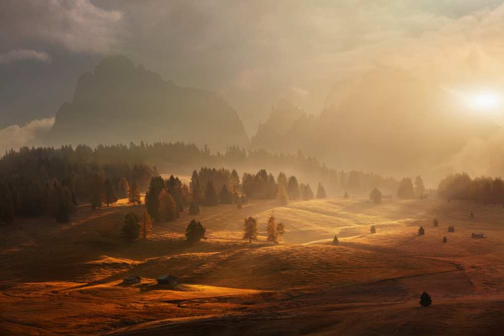 Morning on alpine meadow de Daniel Rericha