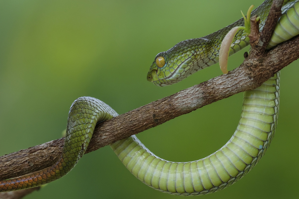 Snake in vietnam de Dao Tan Phat