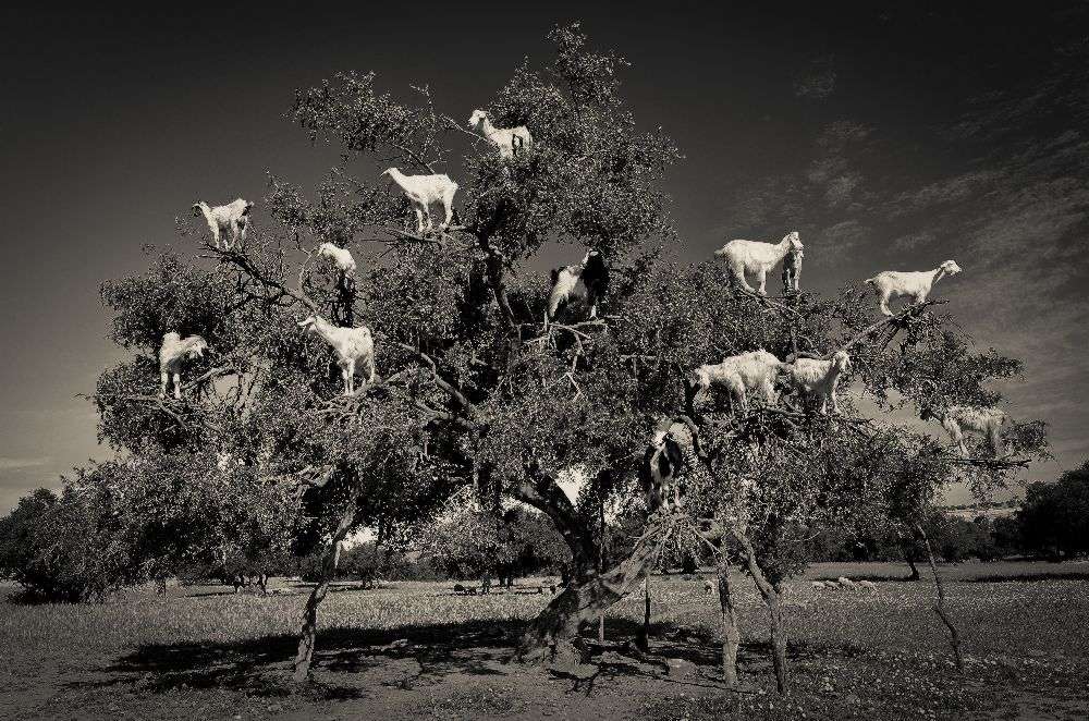 Argan loving goats de Dario Puebla