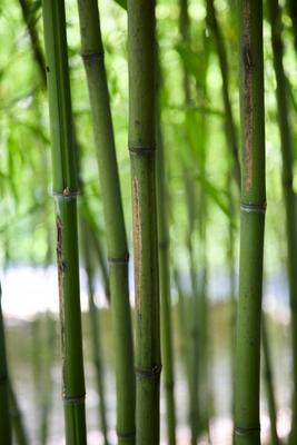 Bamboo Verticals de Dave Frederick
