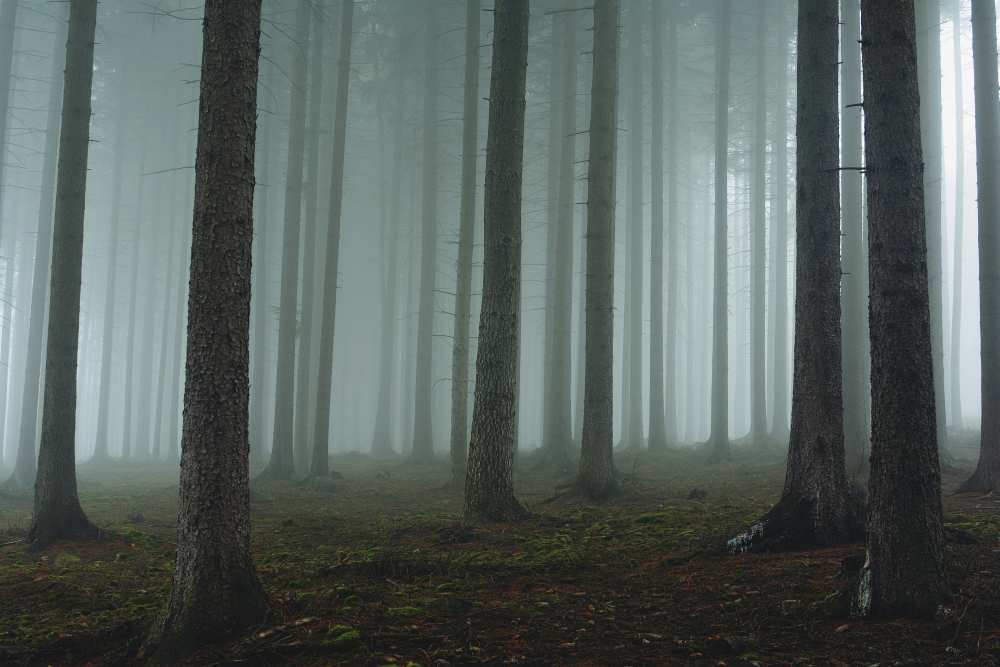 Foggy forest de David Charouz
