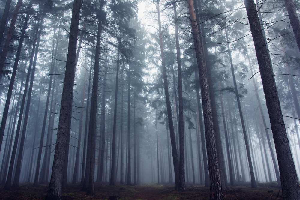 Mysterious foggy forest. de David Charouz