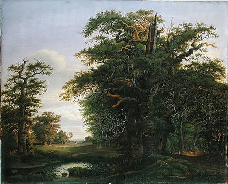 Oak Wood de David Christopher Mettlerkamp