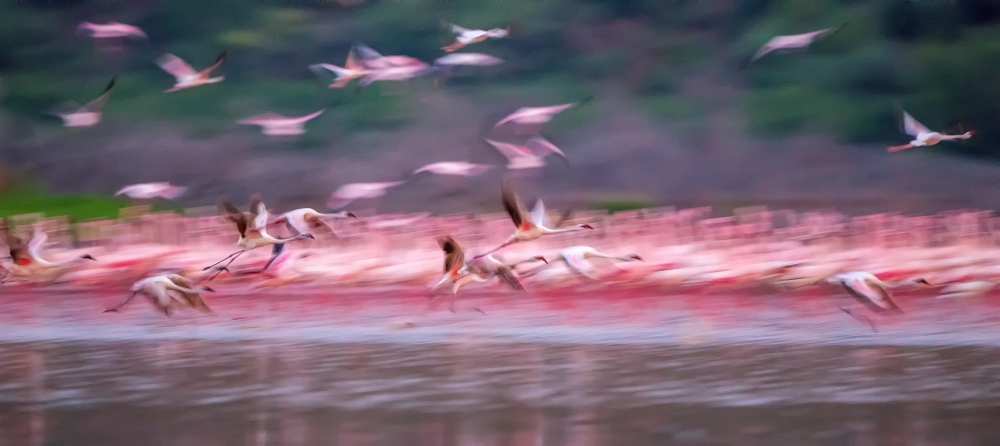 Flamingos in Dawn de David Hua