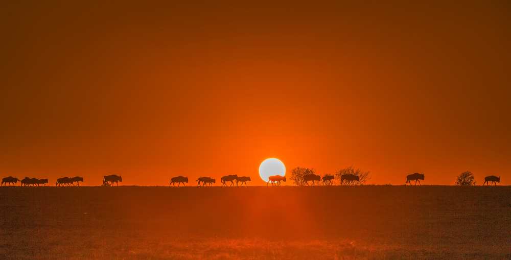 Wildebeests Walking in Golden Light de David Hua