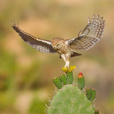 Little owl