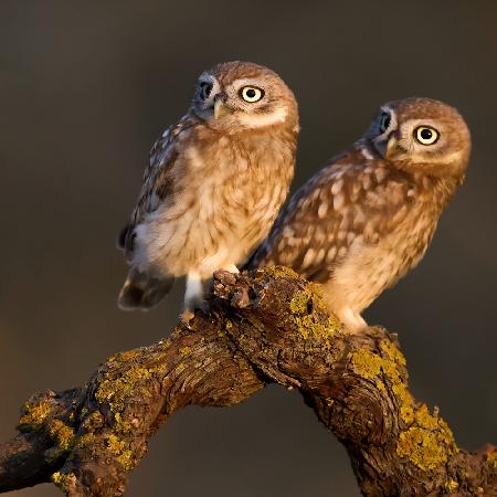 Little Owls