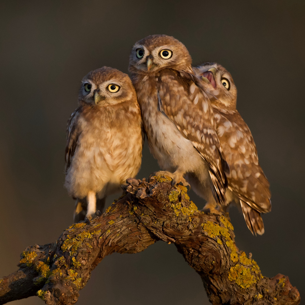 Little Owls de David Manusevich