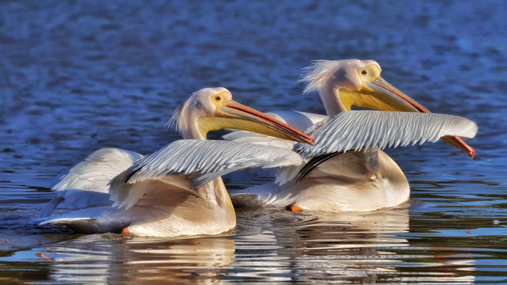 Pelicans de David Manusevich