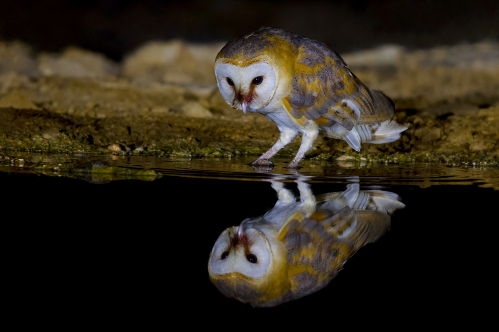 Barn owl de David Manusevich