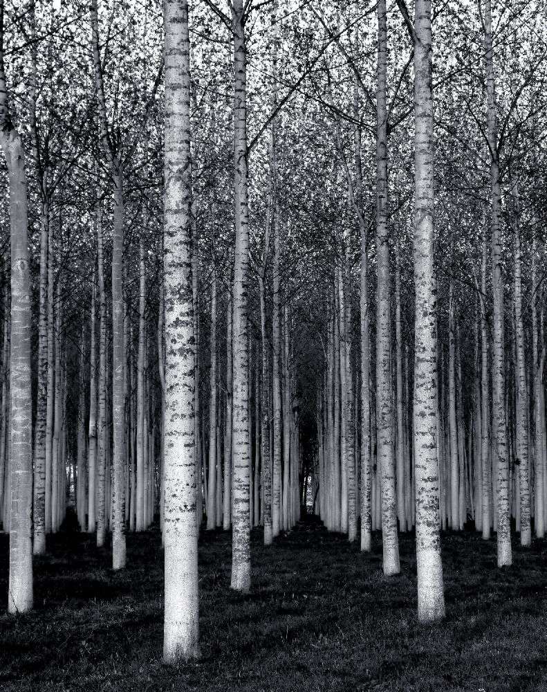 The Forest For The Trees de David Scarbrough