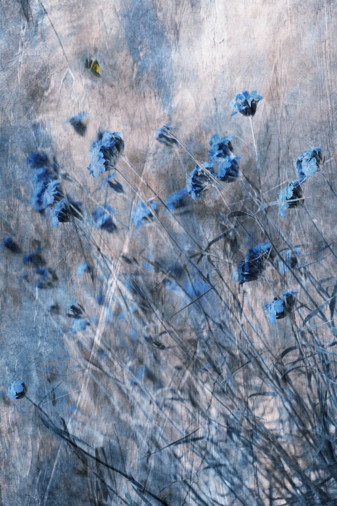 Blue Flowers de Delphine Devos