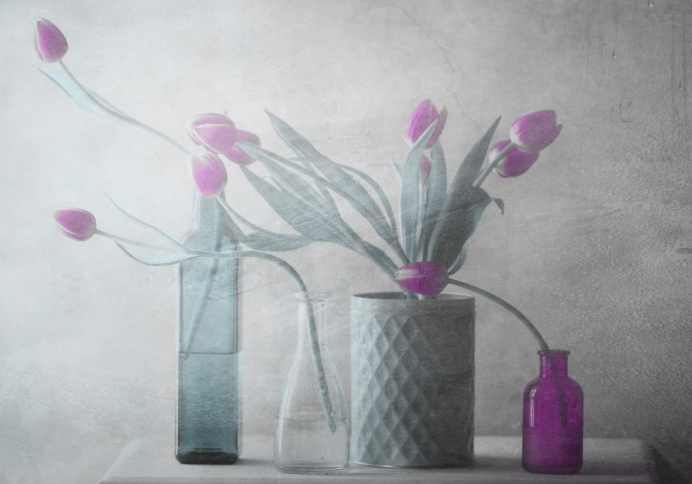 Purple Tulips de Delphine Devos