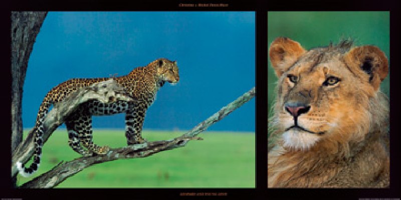 Leopard and Young Leon de Denis-huot