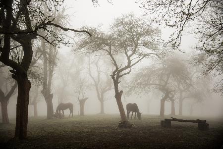 Horses in a foggy orchard