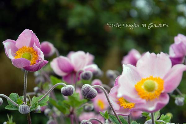 Earth laughs in flowers 3.jpg (10005 KB)  de Dennis Wetzel