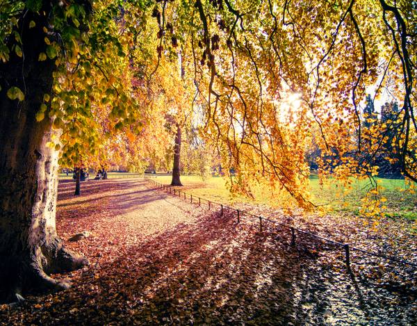 Farbenprächtiger Herbstbaum im Sonnenlicht in Leipzig.jpg (24116 KB)  de Dennis Wetzel
