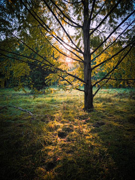 Herbstsonne im Wald bei Leipzig de Dennis Wetzel