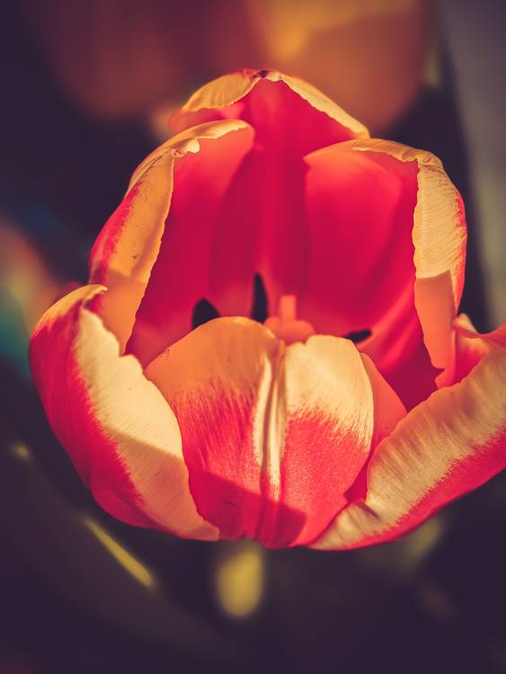 Rote Tulpe im Sonnenlicht, Blüte geöffnet. de Dennis Wetzel