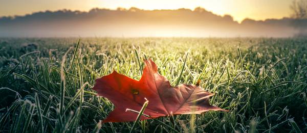 Rotes Herbstblatt auf grüner frostiger Wiese mit Nebel und Sonne de Dennis Wetzel