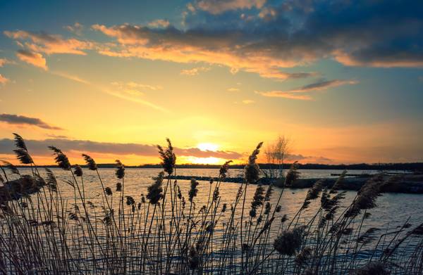 Sonnenuntergang am See im Schilf Bild 2 de Dennis Wetzel