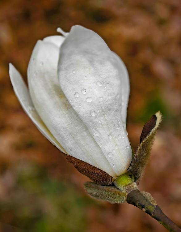 Weiße Magnolien Blüte mit Regentropfen de Dennis Wetzel