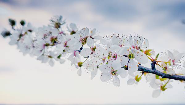 Kirschblüten Zweig.jpg (5722 KB)  de Dennis Wetzel