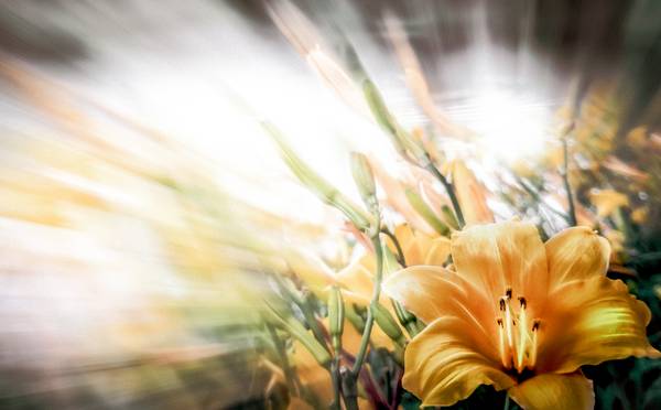 Yellow Flowers de Dennis Wetzel