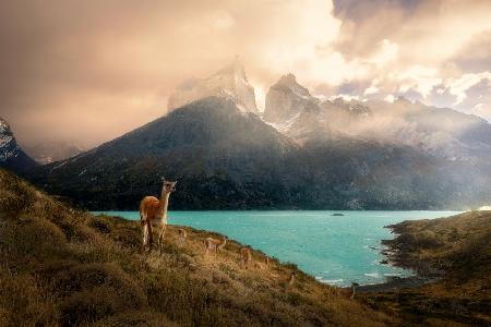 Alpaca at Torres del Paine II
