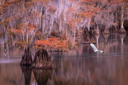 Egret and Cypress